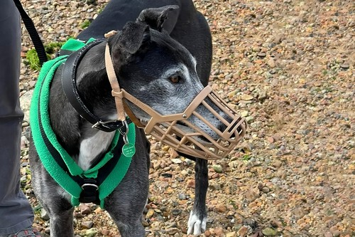La agresividad no depende solamente de la raza del perro