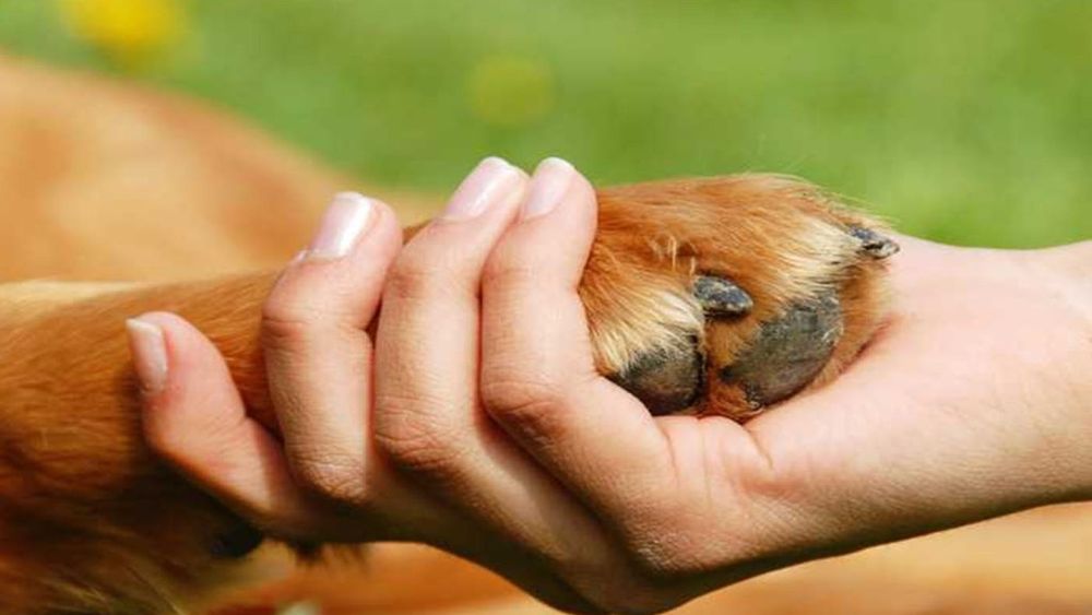 12 razones por las que tener mascotas mejora la salud