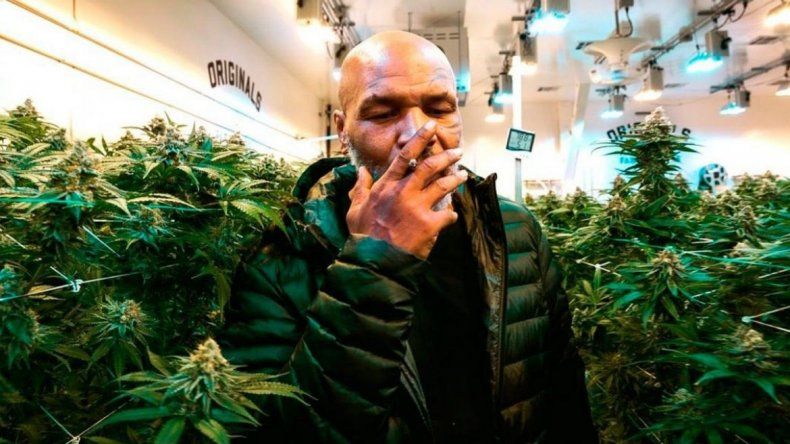 Mike Tyson gana 500 mil dólares mensuales con su plantación de cannabis