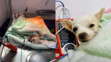 Falleció Pinky, el chihuahua que se enfrentó a ladrones.&nbsp;