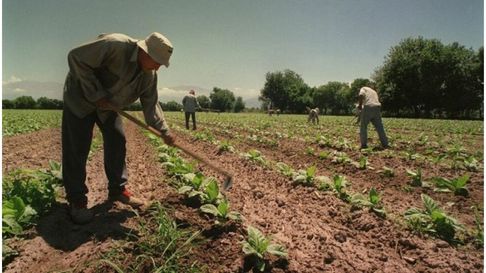 Todo Jujuy | Tabaco y la Ley de Bases (Foto ilustrativa)