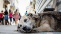 Perro en la calle - Foto de archivo