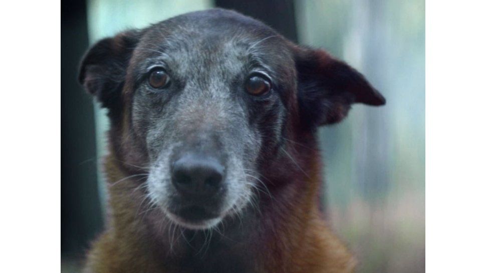 Campaña contra el abandono de mascotas