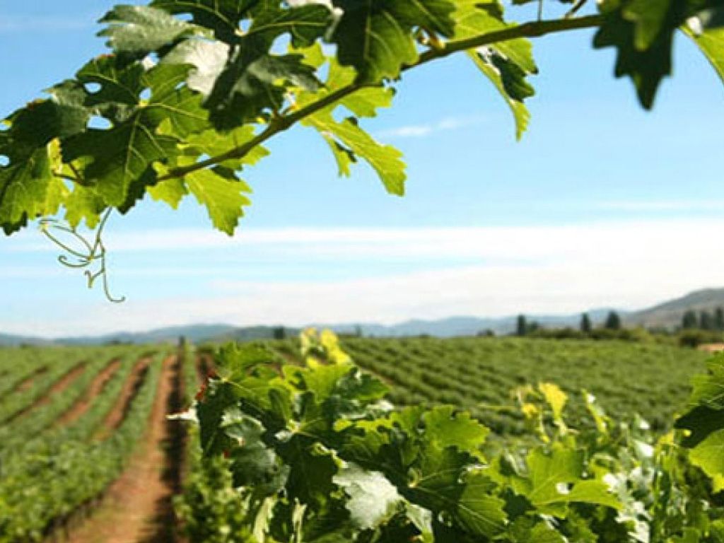 Viñedos de altura
