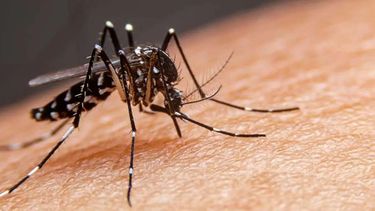 El 2022 no hubo casos de dengue en Jujuy