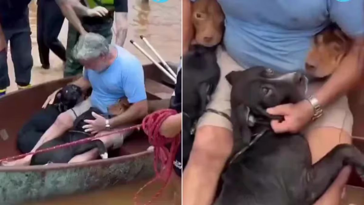 Miguel y sus perros, luego de ser rescatados en Porto Alegre.