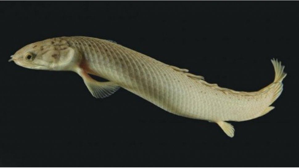 Un pez revela un dato