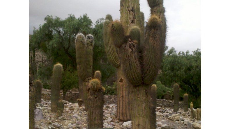 Protección del cardón