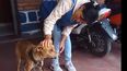 Rescataron un perro que era maltratado