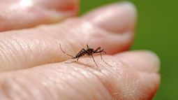 Dengue y chikungunya: El riesgo proviene de personas que viajan a lugares con transmisión activa
