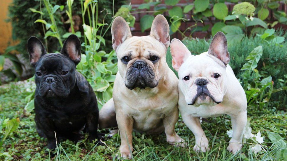Mirá cuáles son las razas de perros más amadas por los argentinos