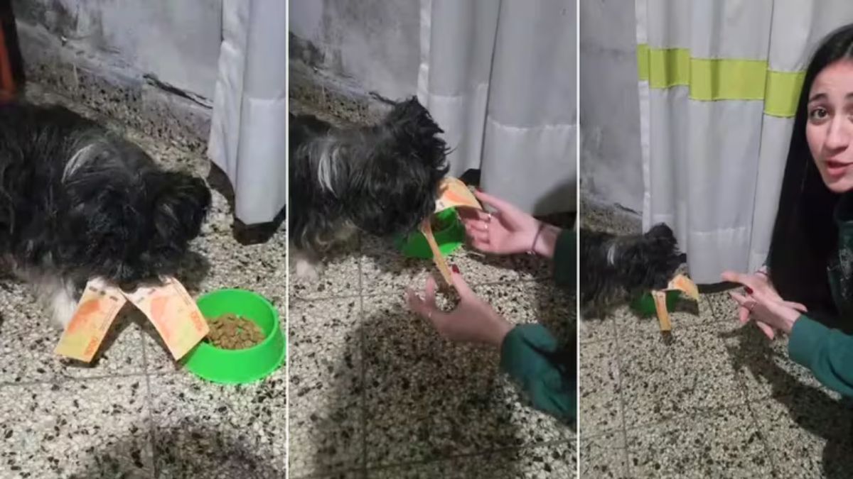 Su perro robó el dinero que les quedaba y el video de la mascota mientras mordía los billetes se hizo viral.