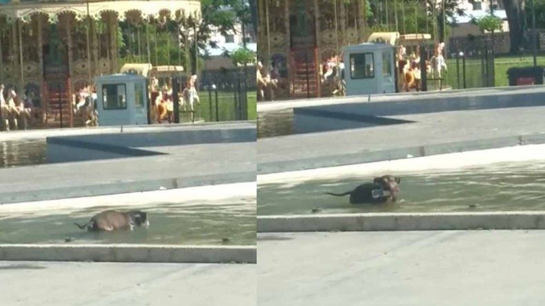 Perro se mete en el agua para buscar la basura que tiran las personas