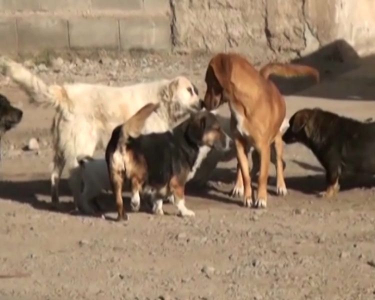Perros envenenados