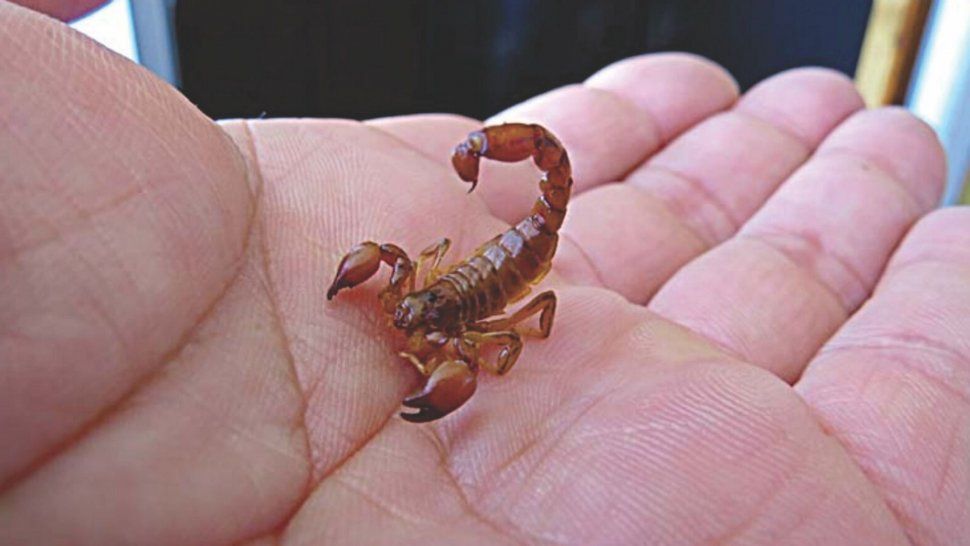 Picaduras de alacranes (Foto ilustrativa)
