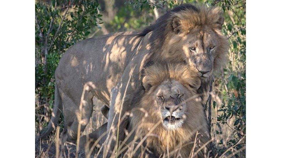 Escándalo en Kenia por dos leones gays: el gobierno dice que están poseídos por el demonio