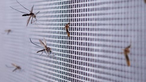 Todo Jujuy | Ni insecticidas ni veneno: trucos caseros para evitar los mosquitos en casa este verano 2025