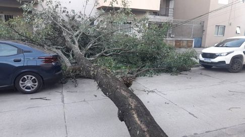 Todo Jujuy | árboles caídos viento en Jujuy (1)