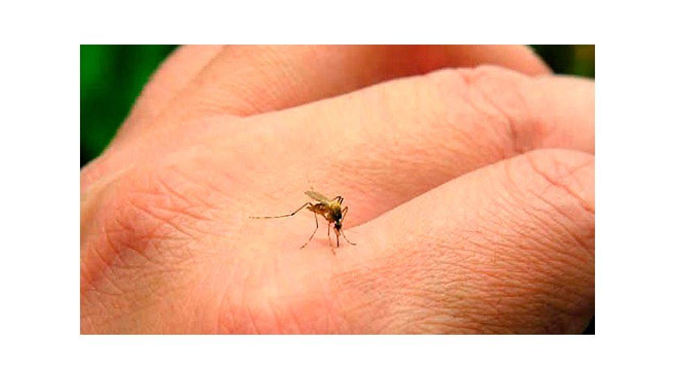 Casos de dengue en Argentina