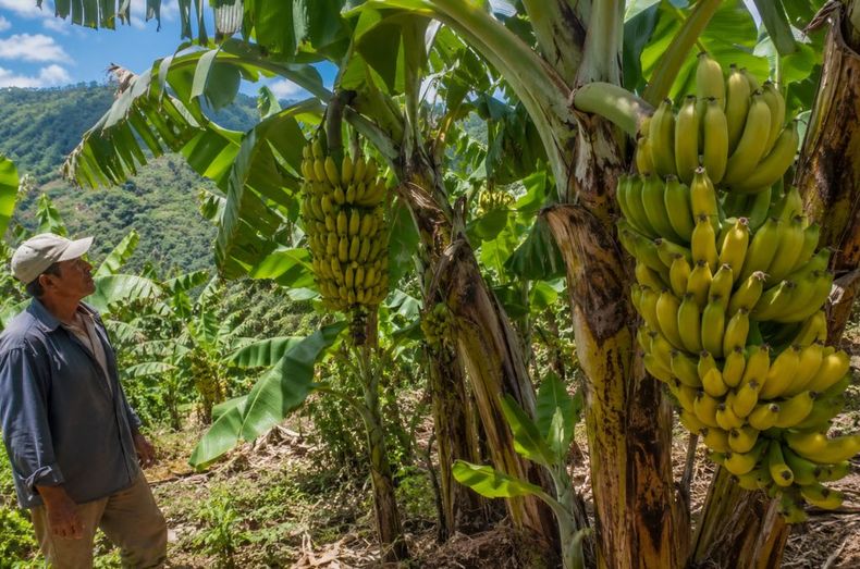 Producción de bananas en Jujuy&nbsp;