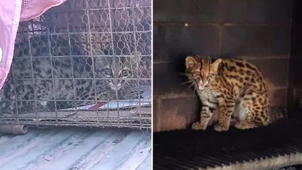 CAFAJu: Liberaron al gato margay encontrado en Bajo La Viña