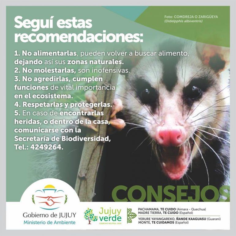 Comadreja