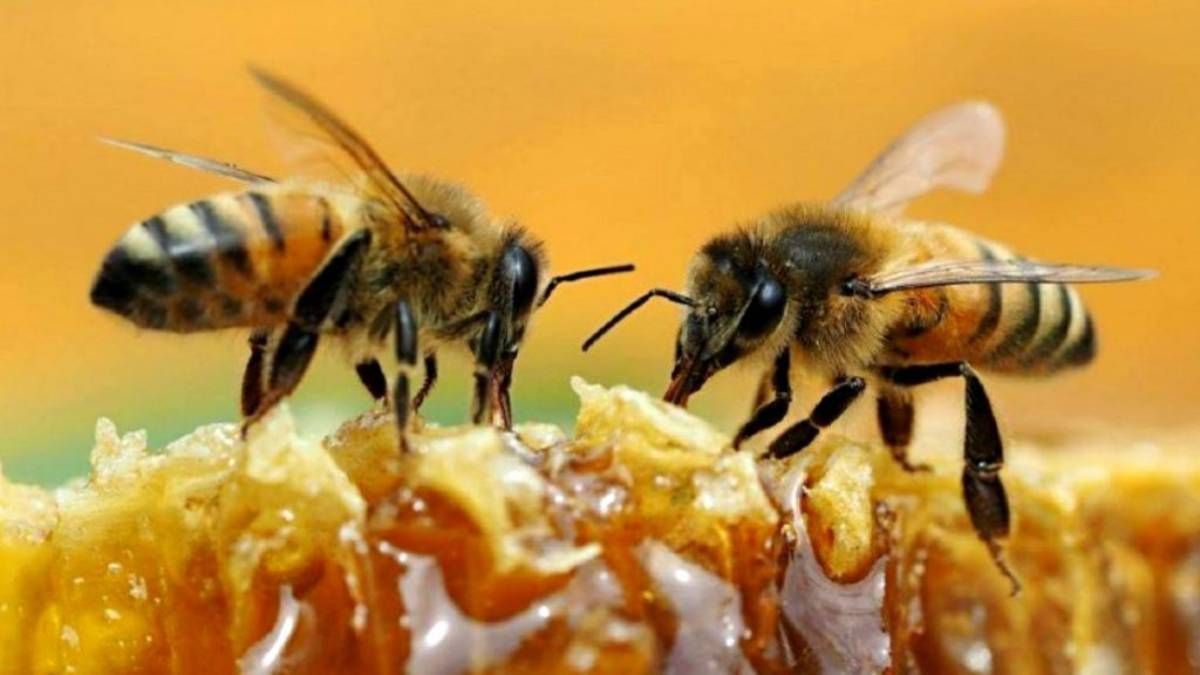 Abejas nativas sin aguijón en Jujuy: dónde viven y por qué son importantes