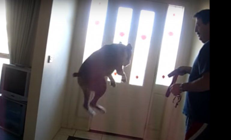 boxer. salto