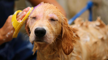 Ni todos los días ni cada un mes: cuándo tenemos que bañar a nuestras mascotas durante una ola de calor.&nbsp;
