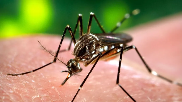 El operativo de concientización sobre el dengue empezará en Alto Comedero 