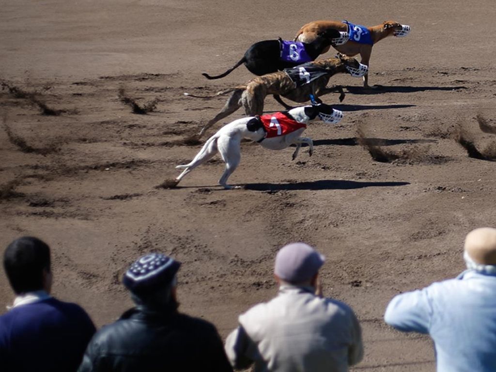 Carrera de galgos