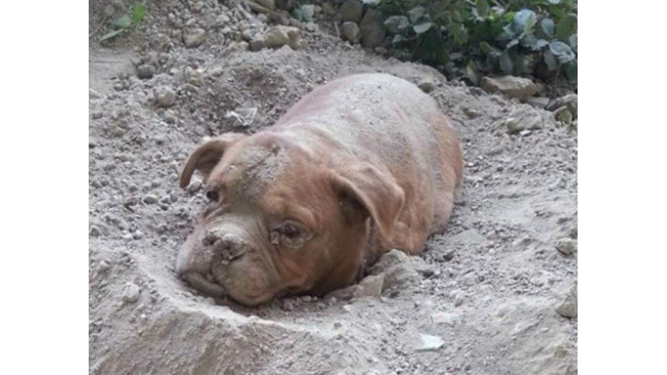 Perro