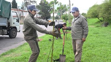 El Municipio impulsa programa de arborización masiva en toda la ciudad