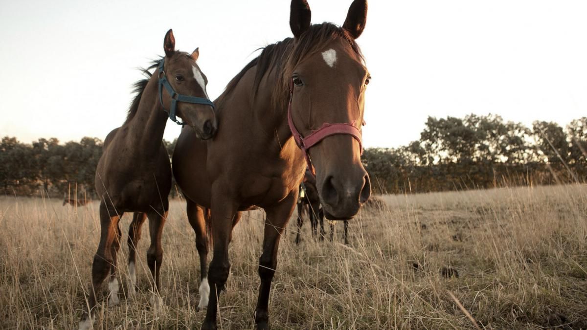Un hombre de 60 años es el primer fallecido en Córdoba por encefalitis equina.
