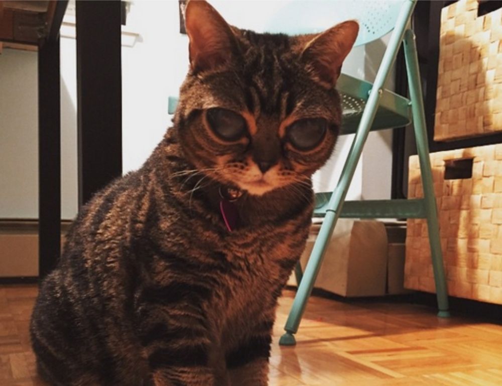 Gata Matilda