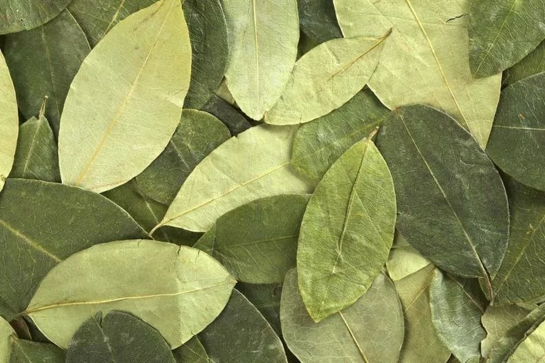 Hojas de coca.
