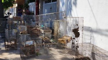 Rescataron aves y tortugas que iban a ser vendidas ilegalmente.&nbsp;