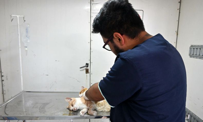 Castración de mascotas (Foto ilustrativa)