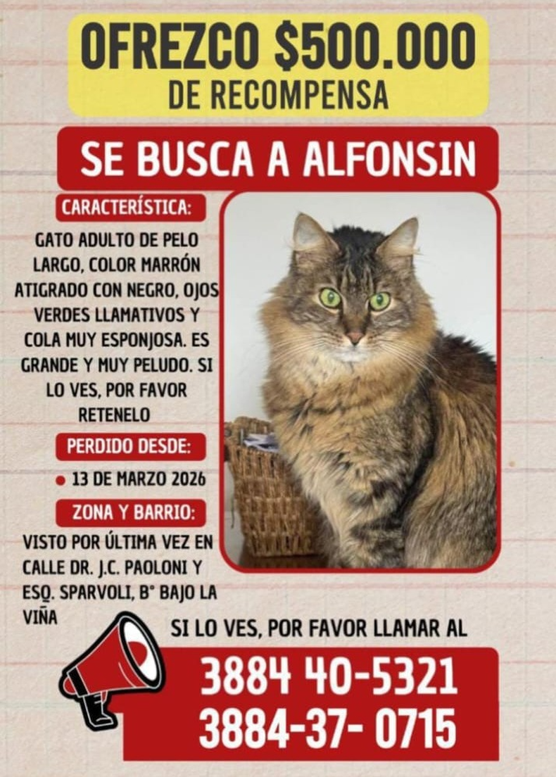 Gato perdido en Jujuy.