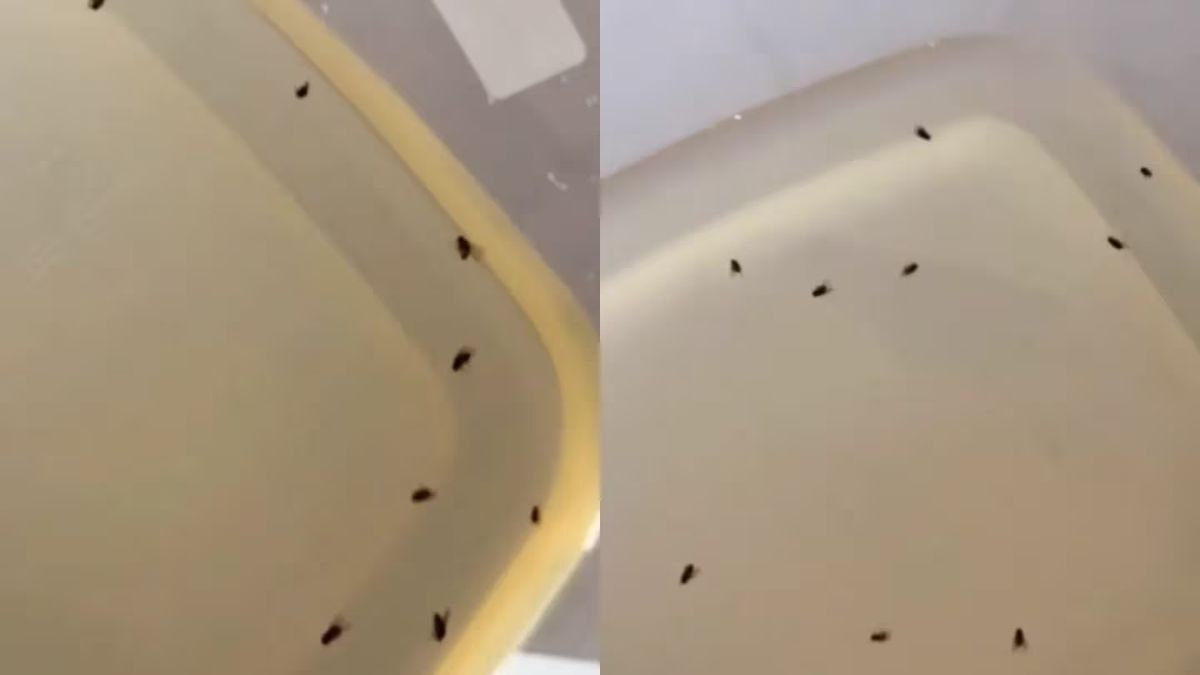 El video de este truco para matar moscas se viralizó en TikTok.