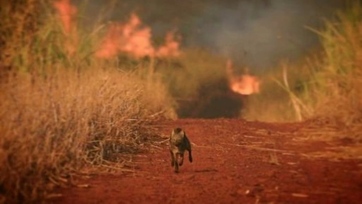 Incendios forestales: Preocupación por la fauna