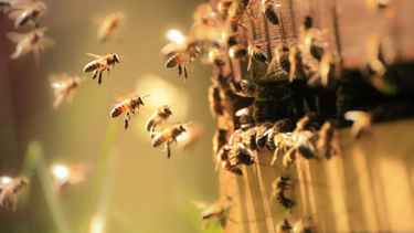 Ataque de abejas