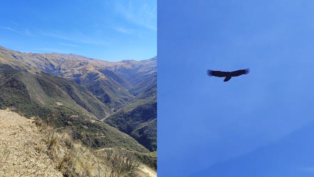 Hacían trekking en Jujuy y los cóndores los maravillaron