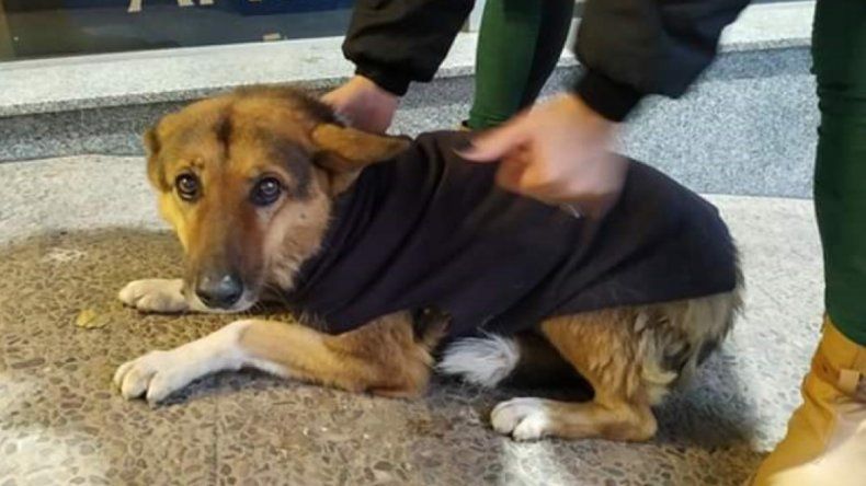 Confeccionan chalequitos para ayudar a perros callejeros ante las bajas temperaturas