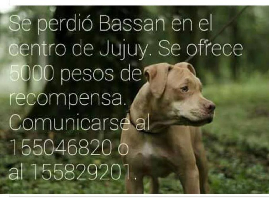 Se busca a Bassan