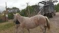 Secuestraron una gran cantidad de animales sueltos en la zona de Reyes