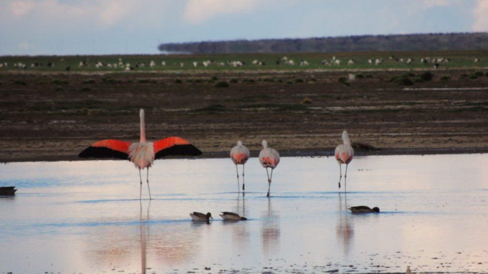 Realizaron el censo simultáneo de flamencos altoandinos