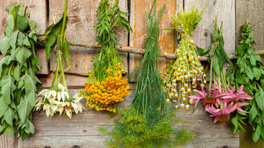 Cuáles son las plantas para combatir un resfrío.&nbsp;