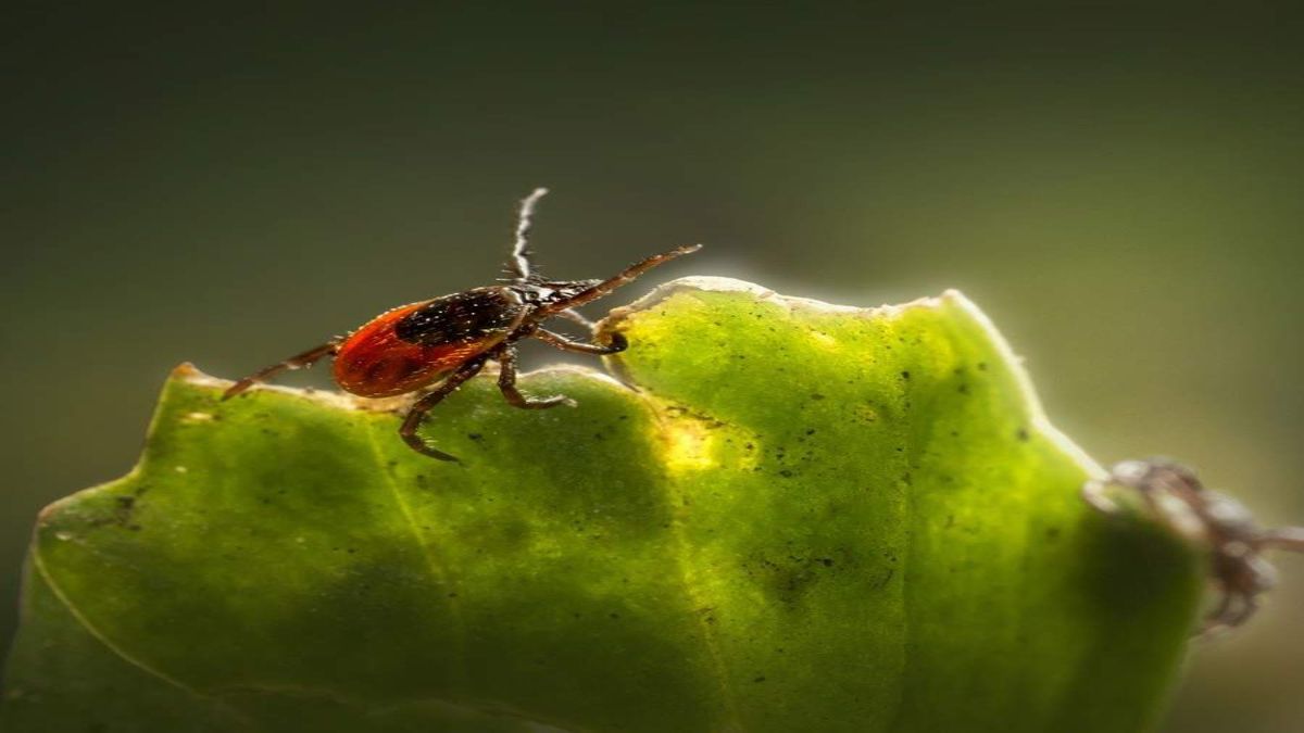 Las garrapatas son insectos parásitos que generalmente están en las mascotas.&nbsp;