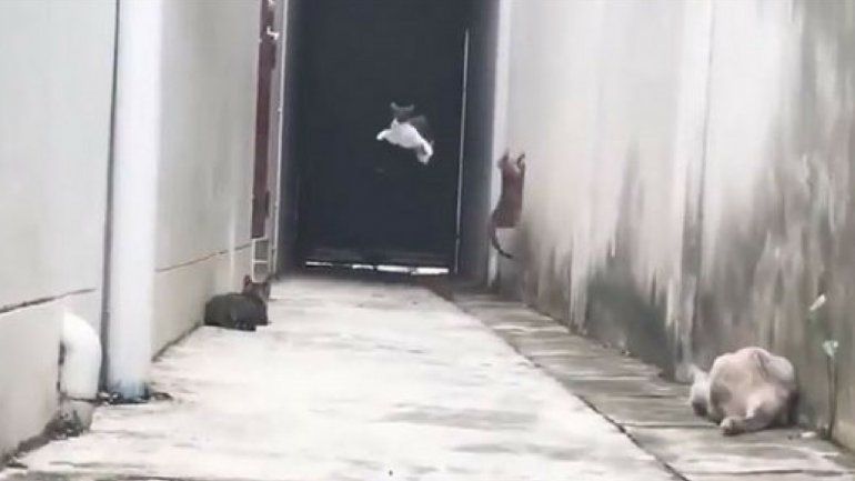 Gato volador - Video Viral.jpg